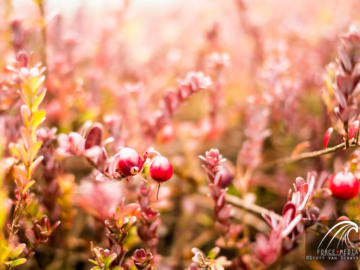 Carnberries at the UHI Agronomy Institute