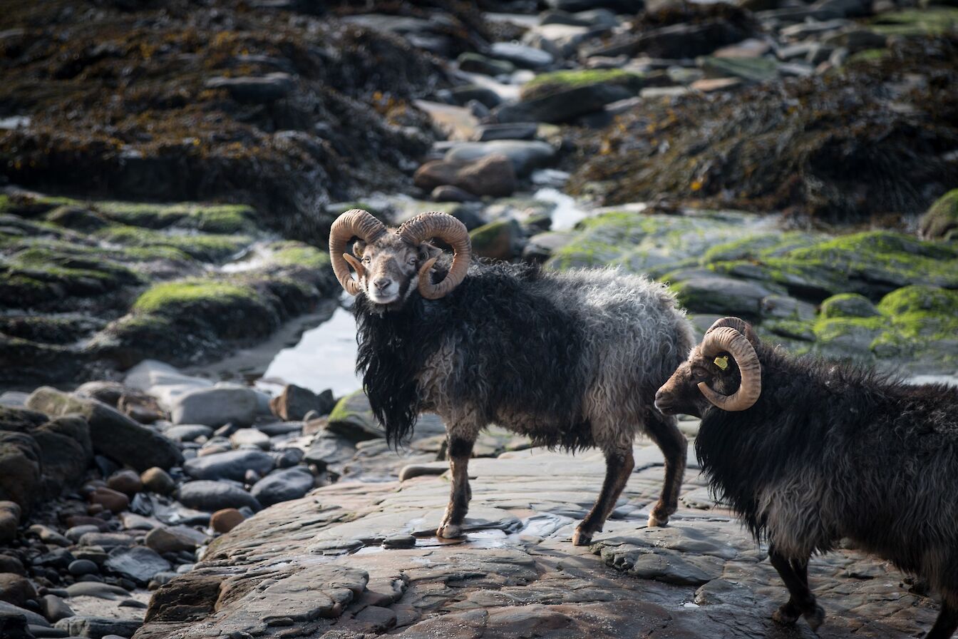 North Ronaldsay sheep, Orkney