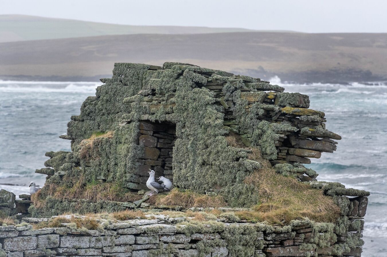 Fulmars in Rousay, Orkney - image by Raymond Besant