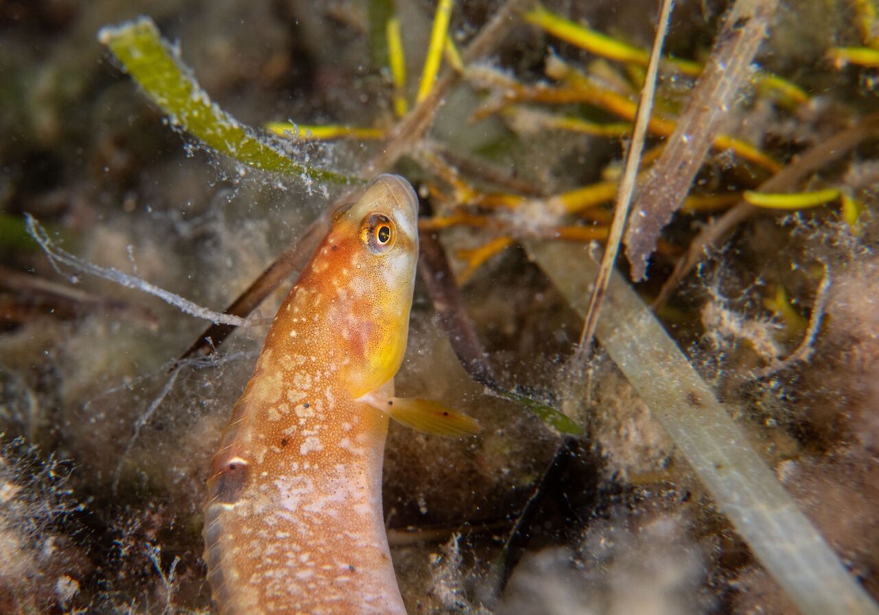 Butterfish in Orkney - image by Raymond Besant