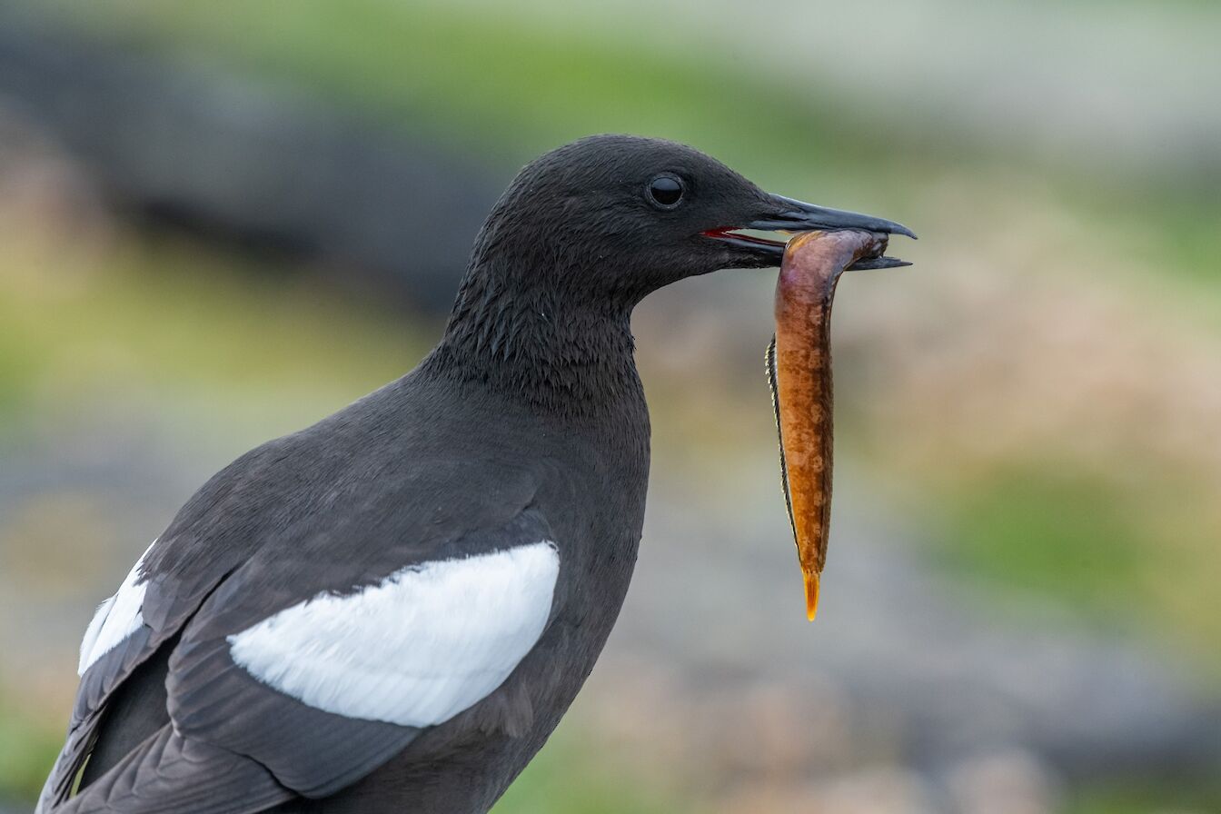 Black guillemot in Orkney - image by Raymond Besant