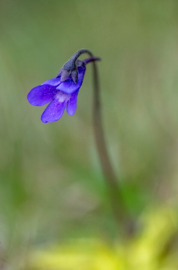 Butterwort in Orkney - image by Raymond Besant