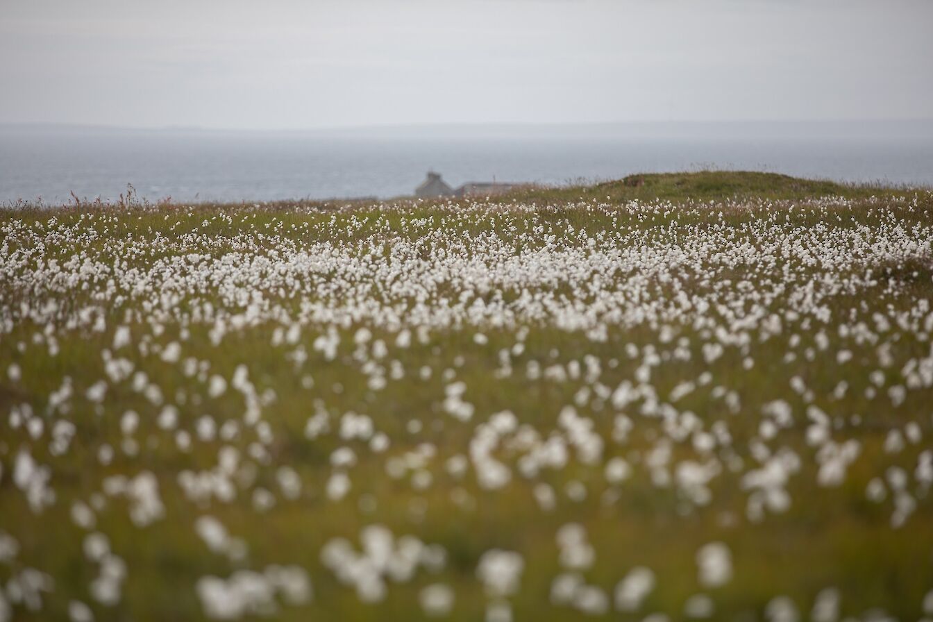Bog cotton in Eday, Orkney