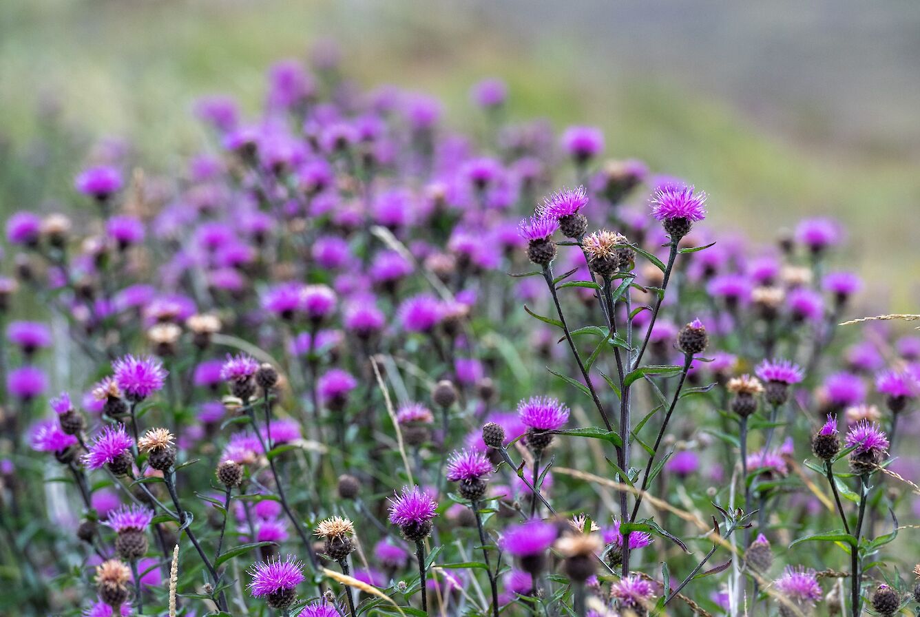 Knapweed in Hoy, Orkney - image by Raymond Besant