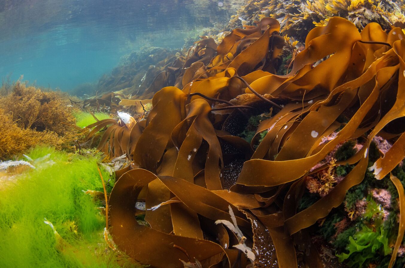 Gut weed at the Brough of Birsay, Orkney - image by Raymond Besant