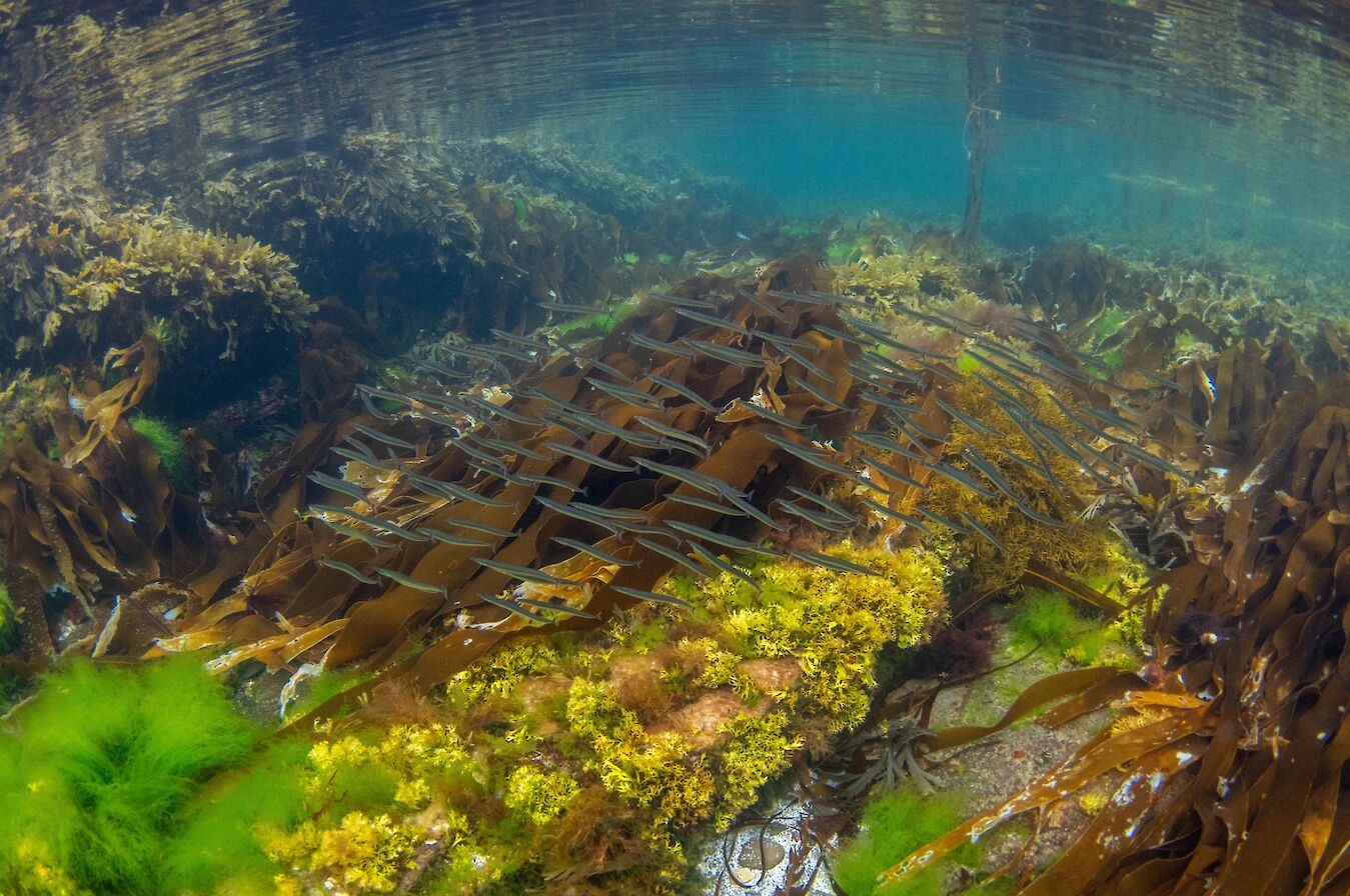 Sand eels at the Brough of Birsay, Orkney - image by Raymond Besant