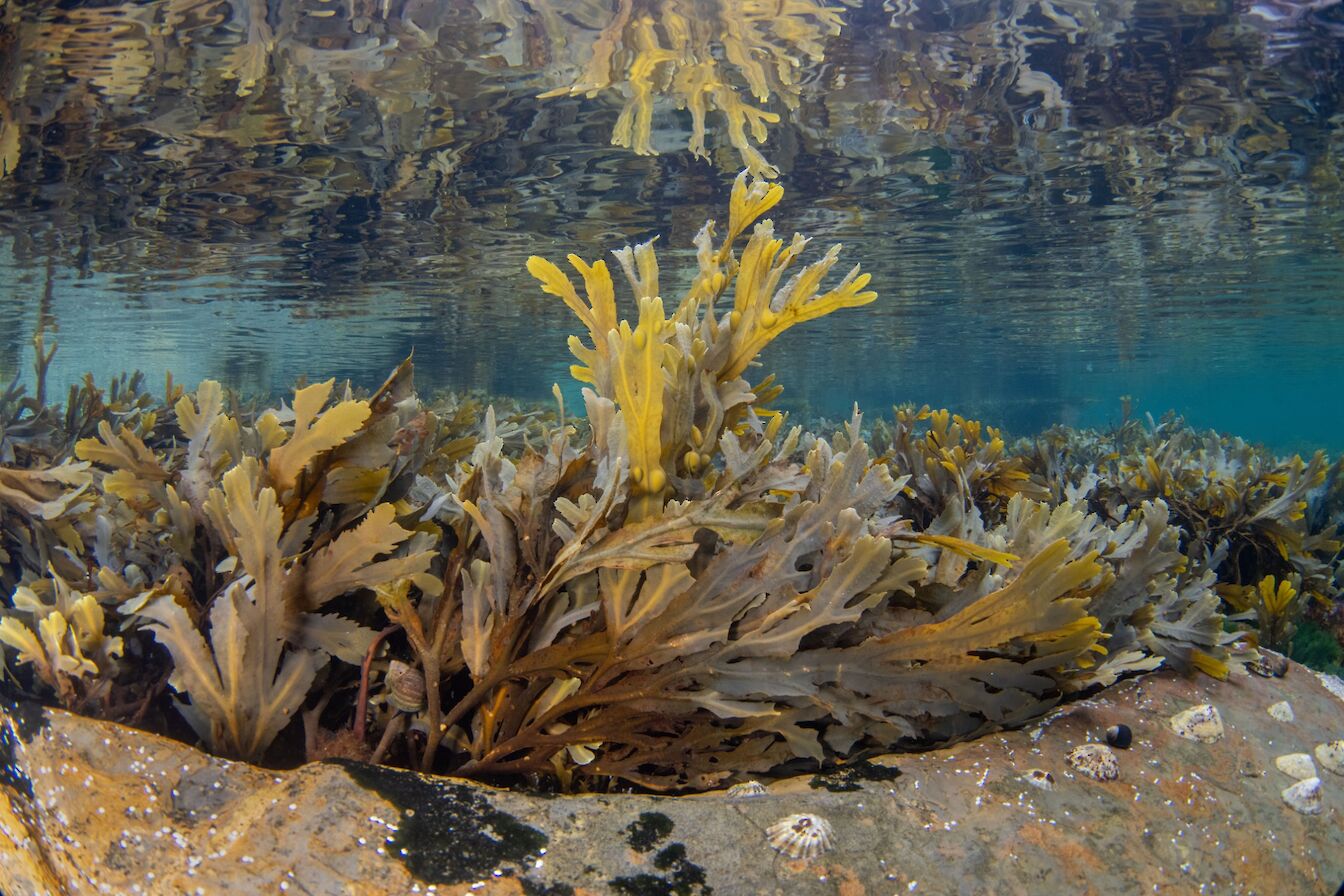Serrated wracks at the Brough of Birsay, Orkney - image by Raymond Besant