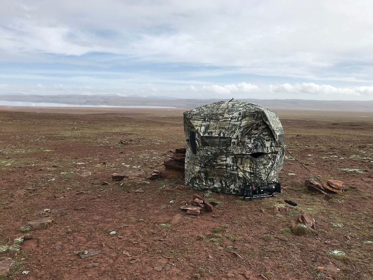 Raymond's Tibetan wolf hide - image by Raymond Besant
