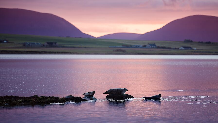 Seals in the Stenness Loch, Orkney