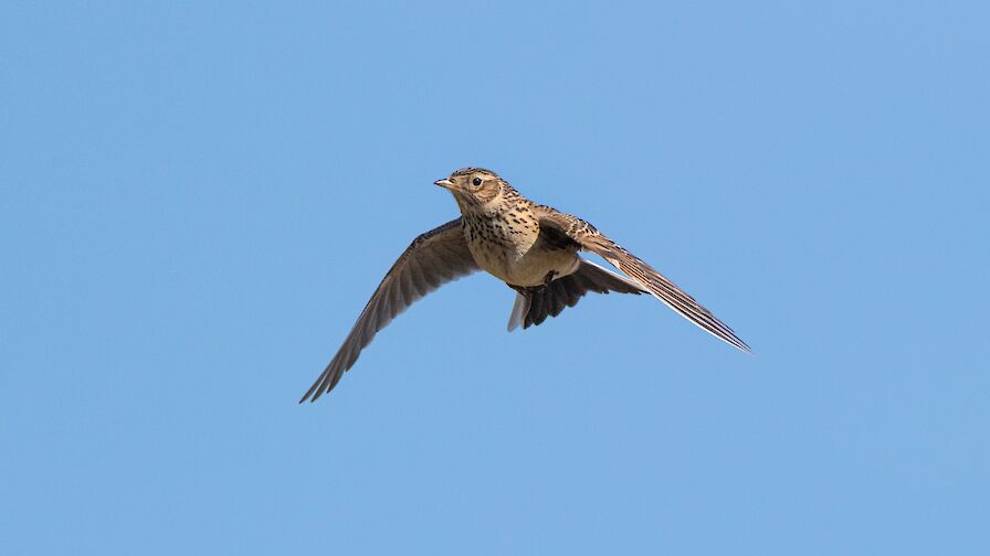 Skylark - image by Raymond Besant