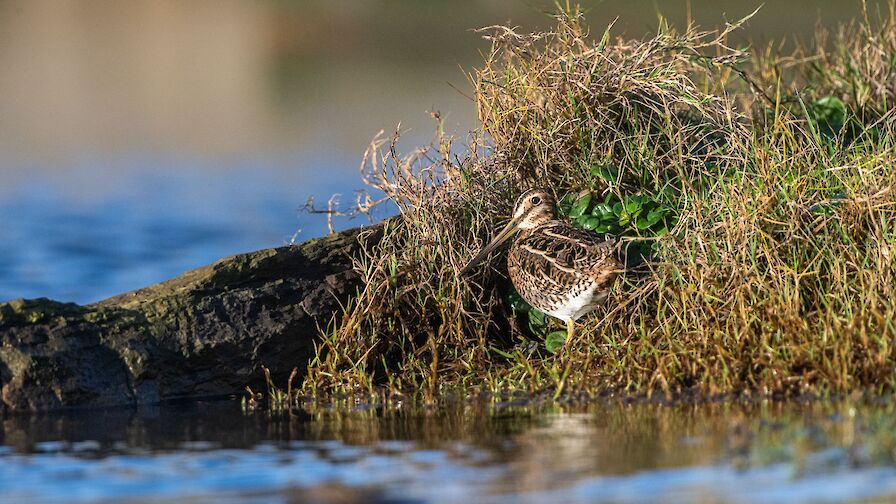 Snipe - image by Raymond Besant
