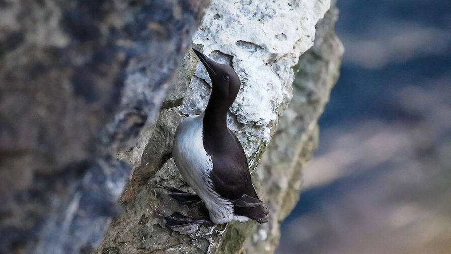 Black guillemot - image by Raymond Besant