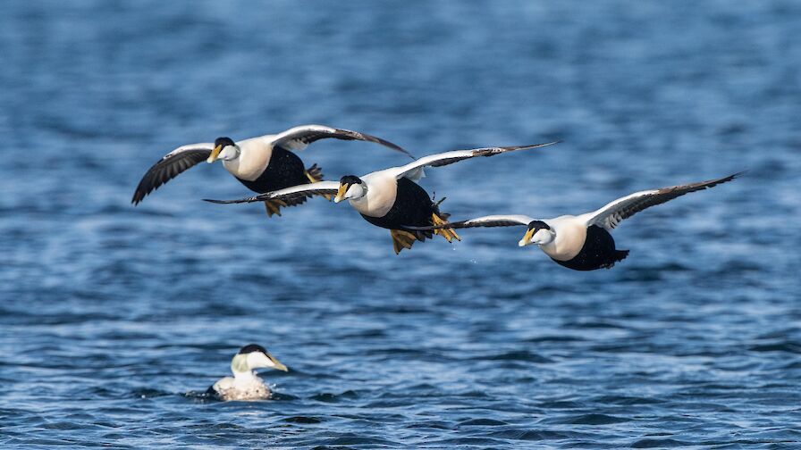 Eider ducks - image by Raymond Besant