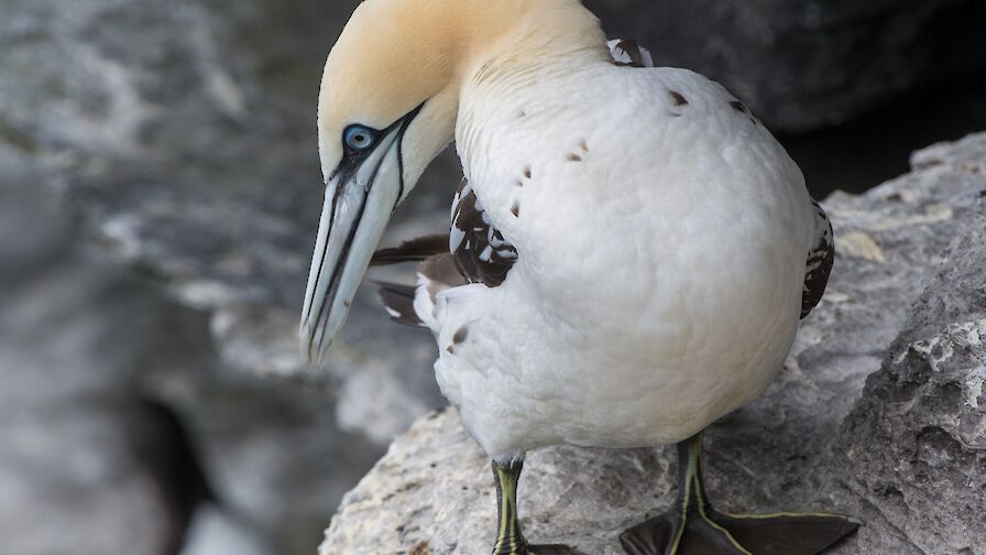 Gannet - image by Raymond Besant
