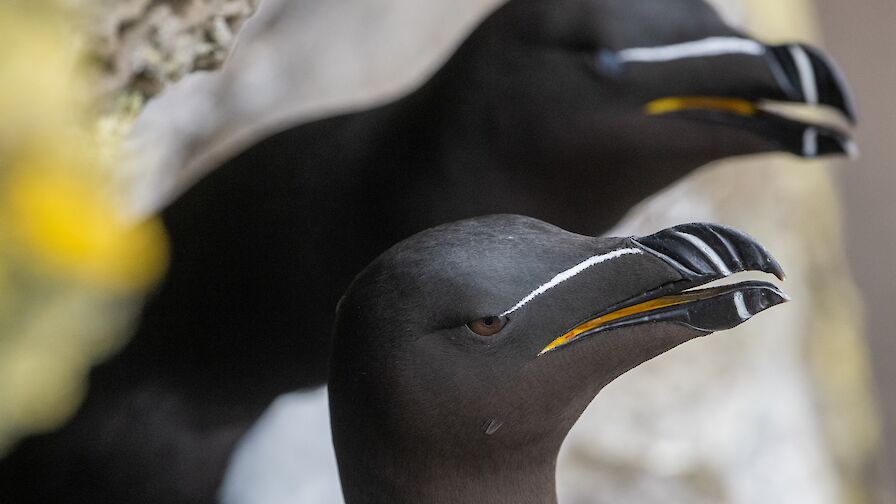 Razorbills - image by Raymond Besant