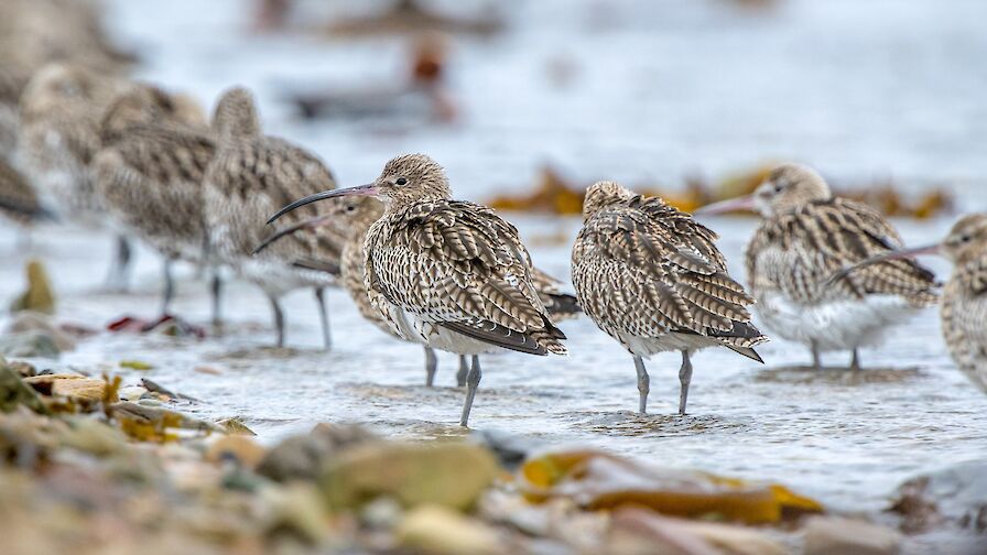 Curlews - image by Raymond Besant