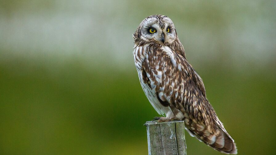 Short-eared owl - image by Raymond Besant