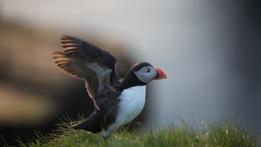 Puffin, Orkney