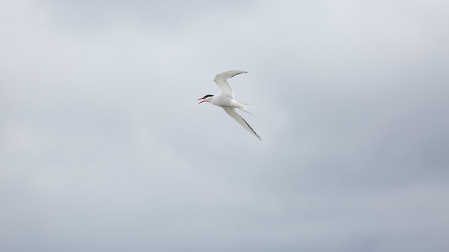 Arctic tern, Orkney