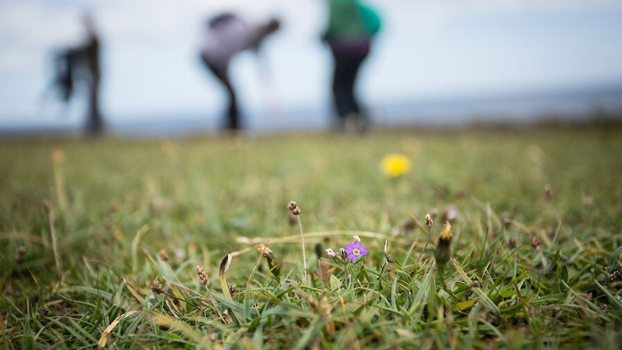 Primula scotica, Orkney