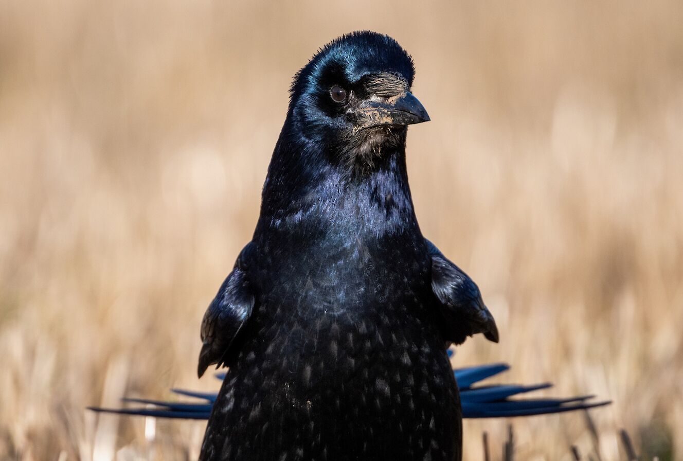 Juvenile rook in Orkney - image by Raymond Besant