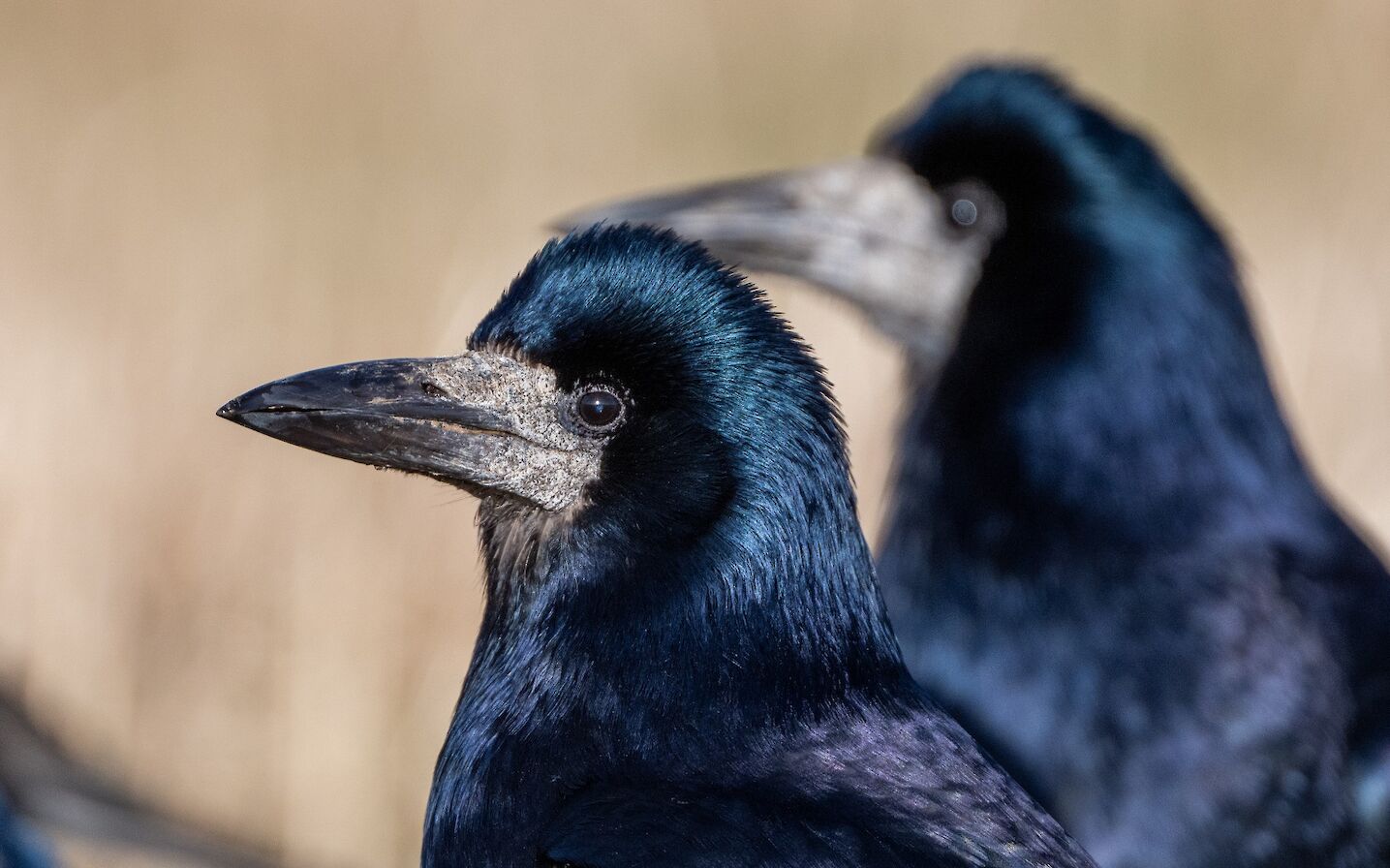 Rooks in Orkney - image by Raymond Besant