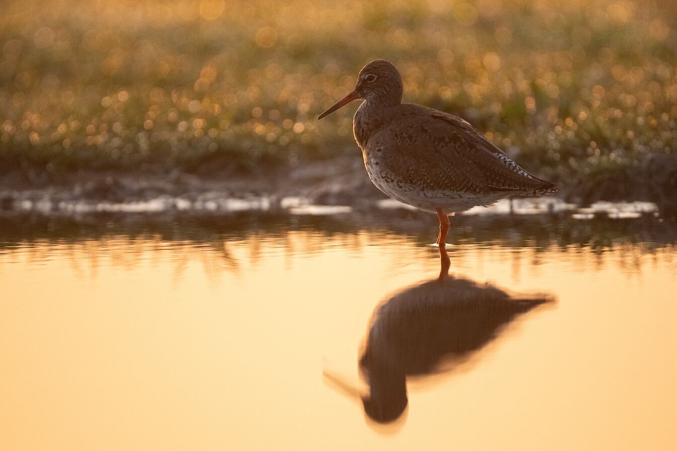 Redshank in Orkney - image by Raymond Besant