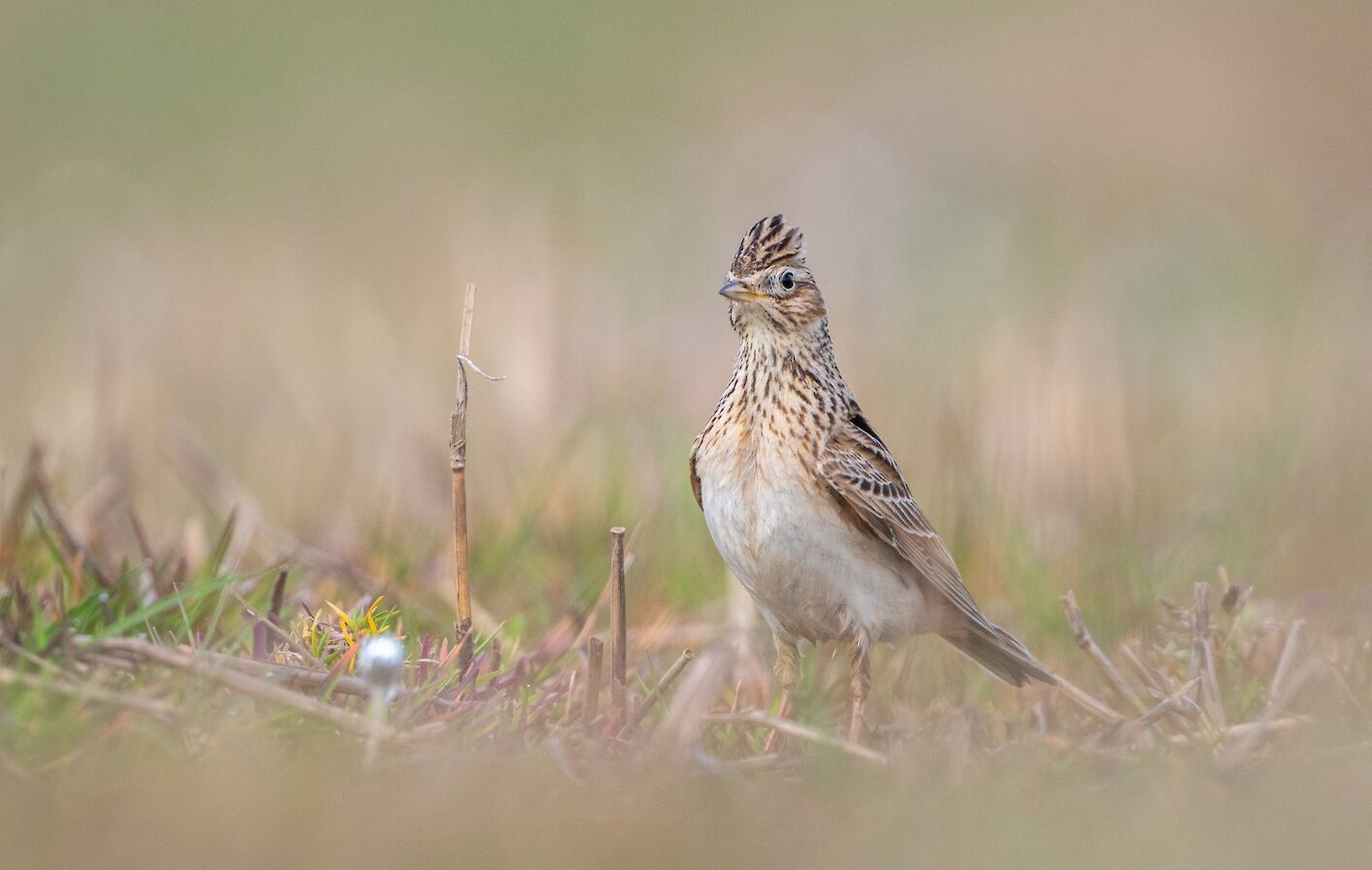Skylark in Orkney - image by Raymond Besant