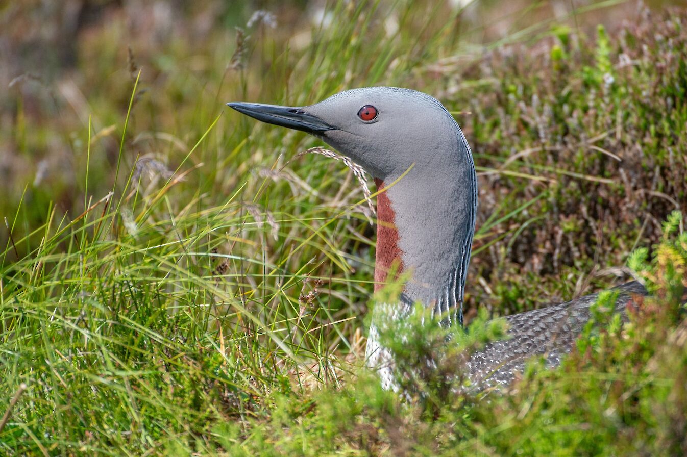 Red-throated diver, Orkney - image by Raymond Besant