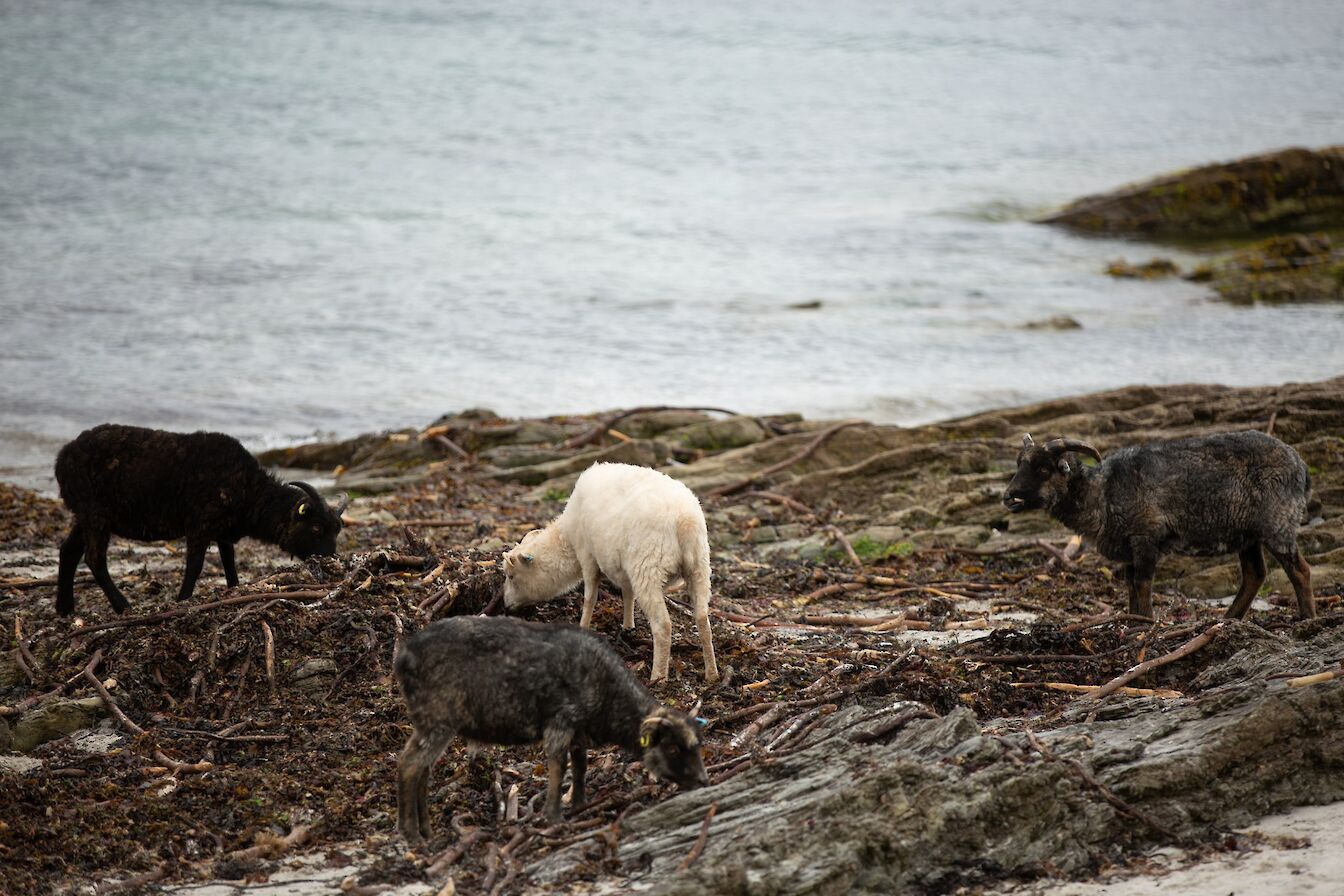North Ronaldsay Sheep, North Ronaldsay, Orkney