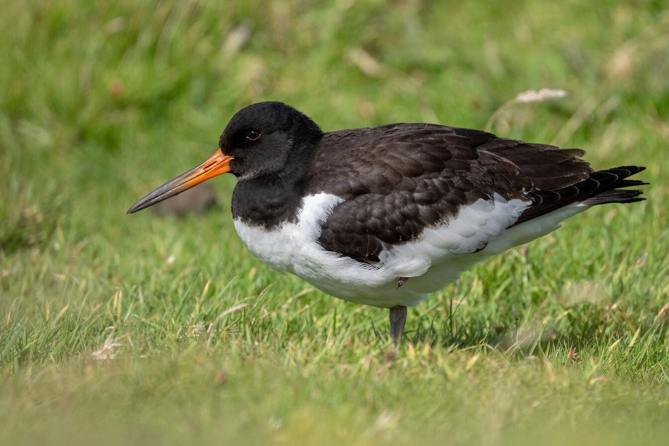Oystercatcher in Orkney - image by Raymond Besant