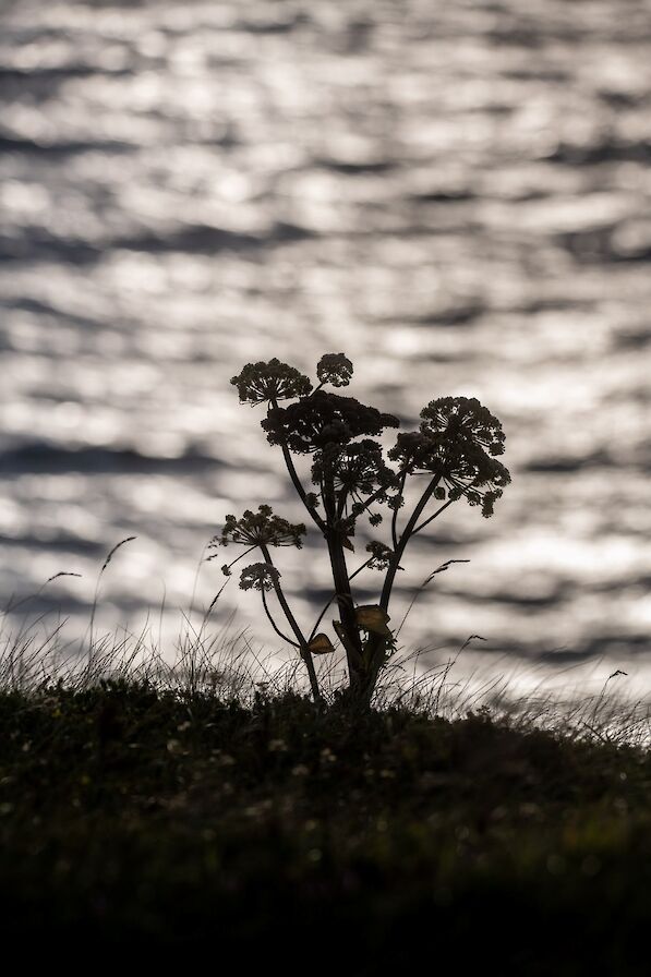 Angelica at Stackabank, South Ronaldsay, Orkney - image by Raymond Besant