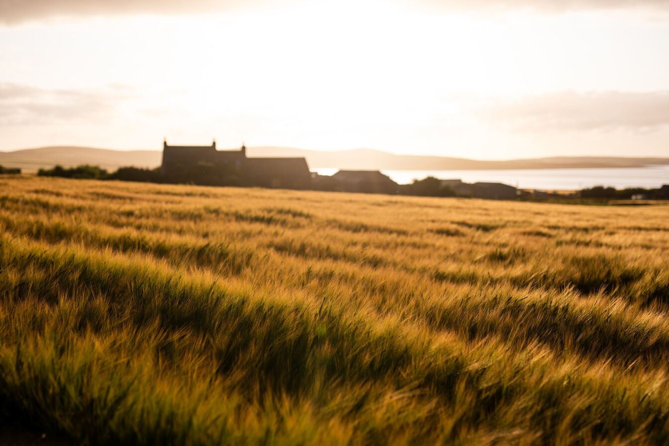 Field of crops, Orkney