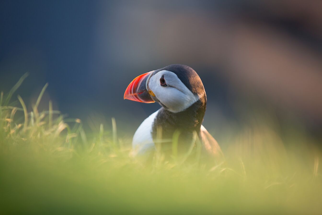 Puffin at Castle of Burrian, Westray, Orkney