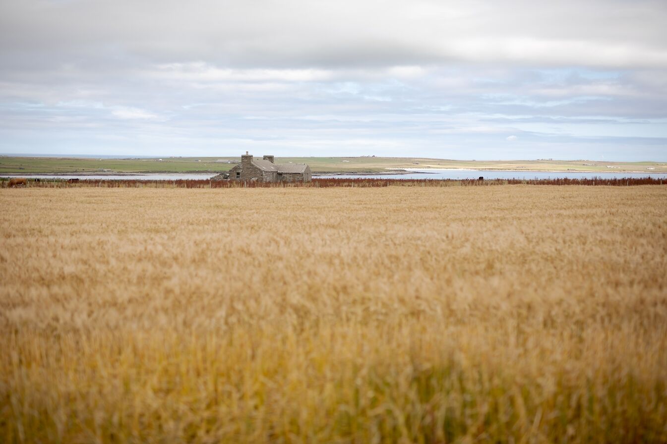 Fields in Westray, Orkney