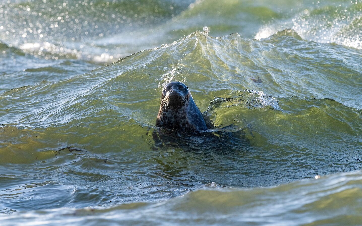 Harbour seal in Orkney - image by Raymond Besant