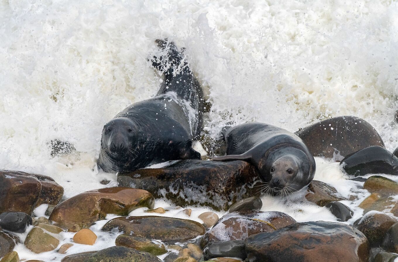 Grey seals in Orkney - image by Raymond Besant