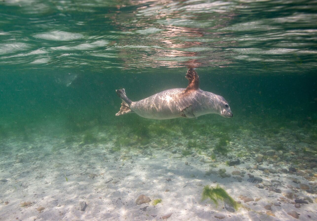 Underwater selkie in Orkney - image by Raymond Besant