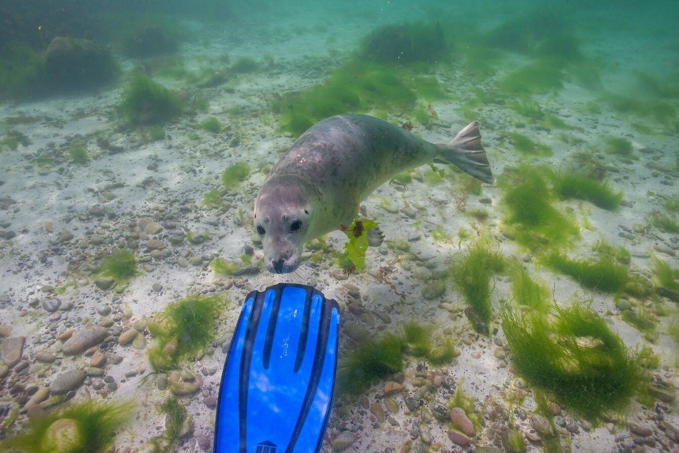 Underwater selkie in Orkney - image by Raymond Besant
