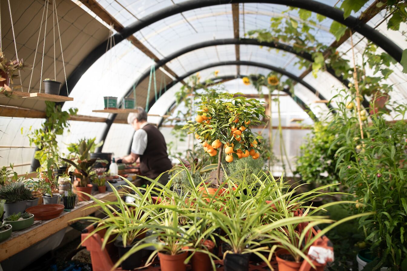 The distillery's own polycrub provides homegrown herbs, botanicals and fruits