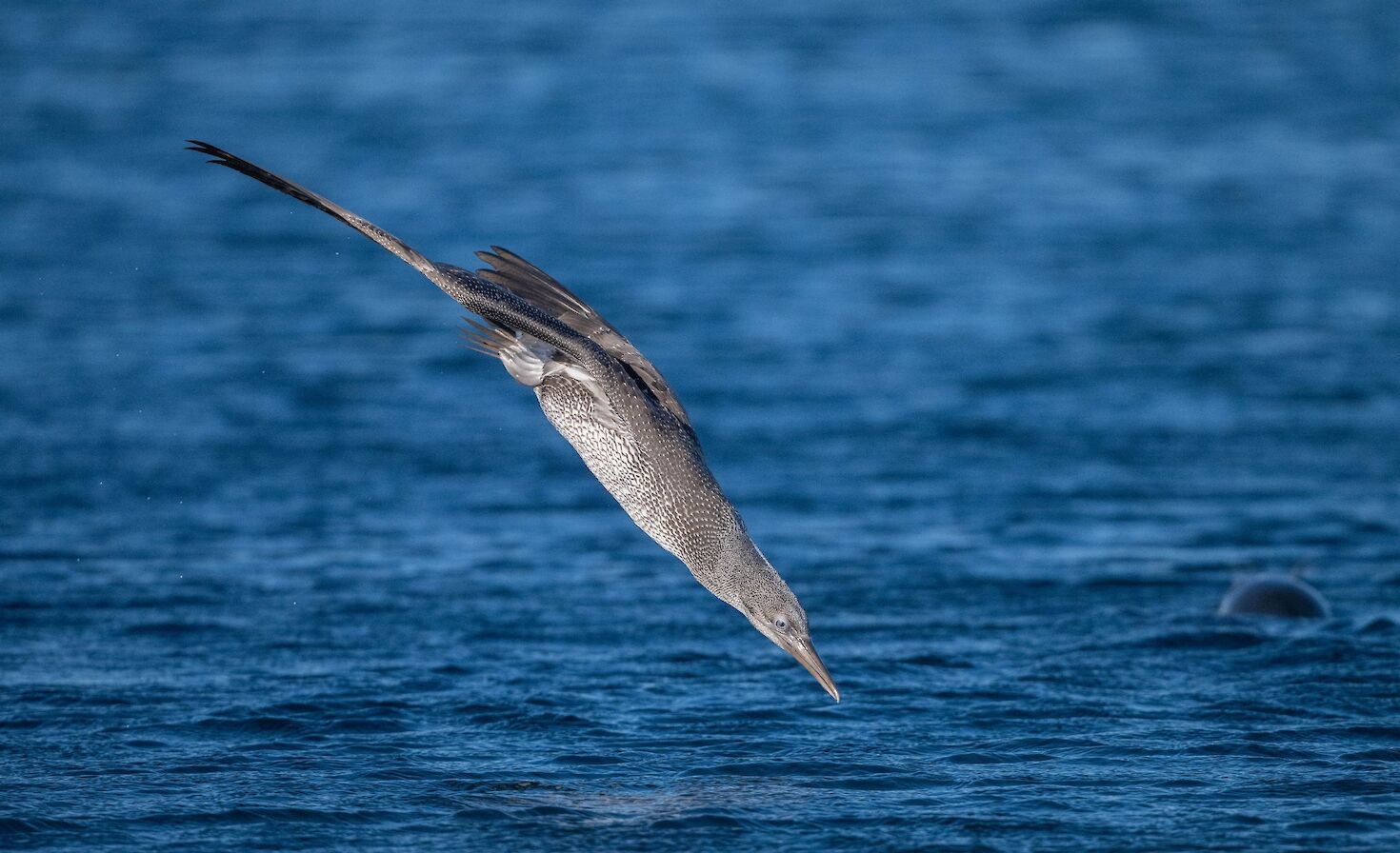 Gannet at Scapa, Orkney - image by Raymond Besant