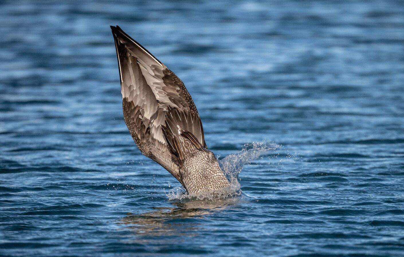 Gannet at Scapa, Orkney - image by Raymond Besant
