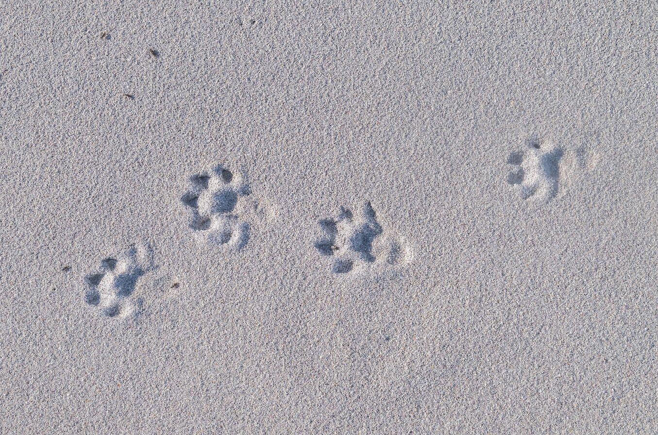 Otter prints, Sanday, Orkney - image by Raymond Besant