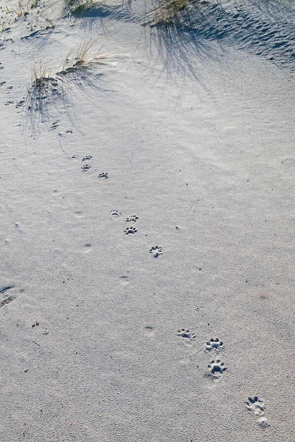Otter prints, Sanday, Orkney - image by Raymond Besant
