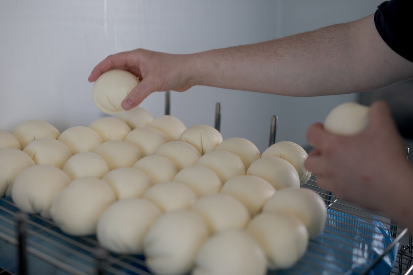 Cannonball cheese, handmade at Burnside Cheese
