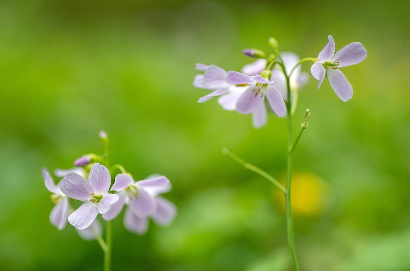 Cuckoo flower, Orkney - image by Raymond Besant