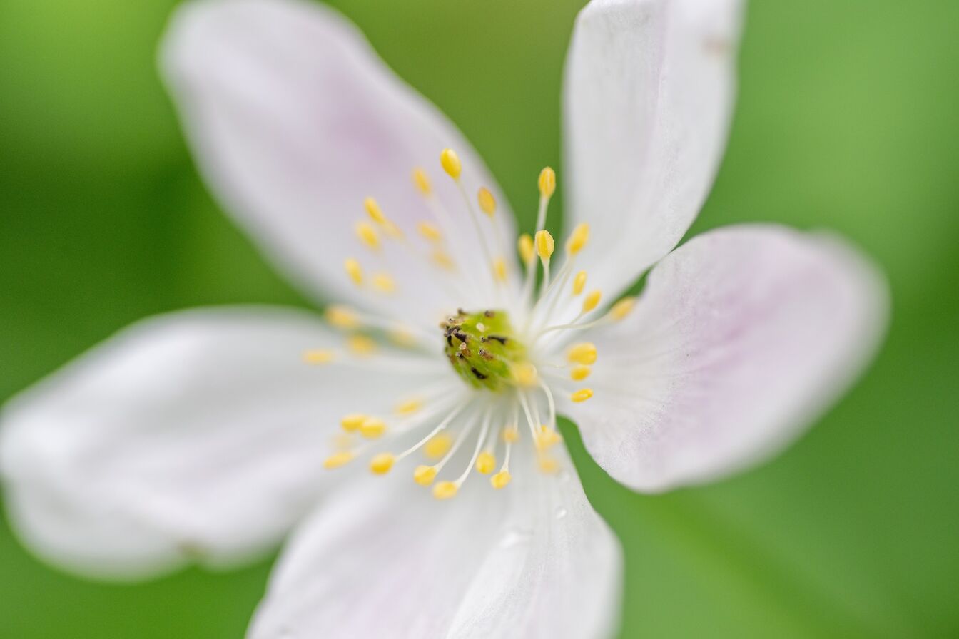 Wood anemone, Orkney - image by Raymond Besant