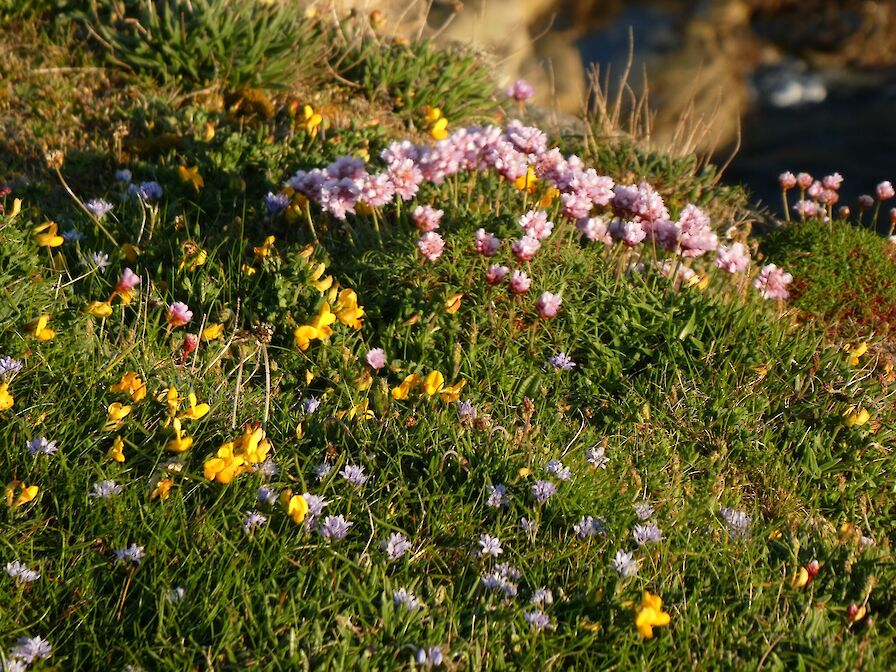 Evening Wildlife Walks