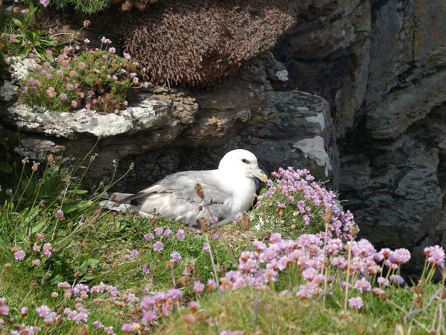 NEW - Seabirds & Wildflowers Walk