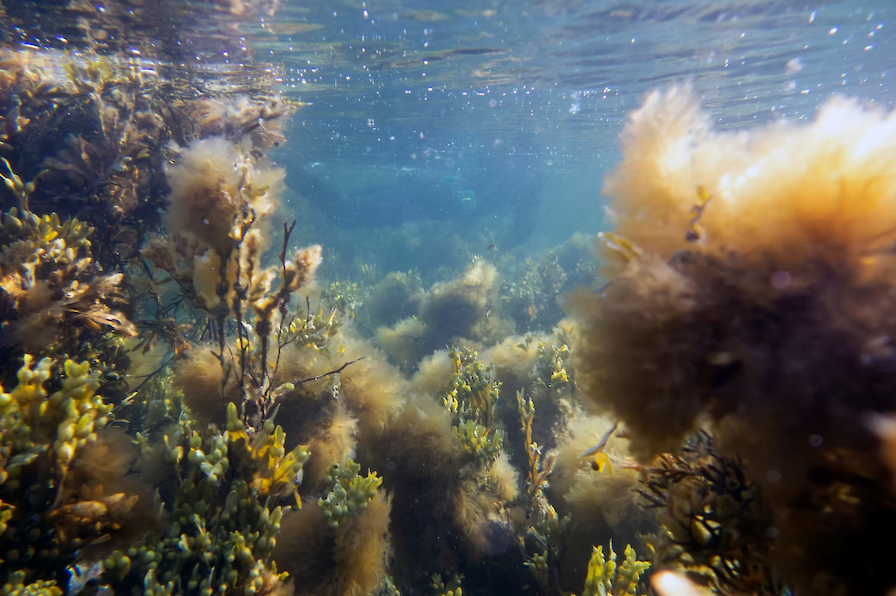 Explore the famous Seagrass Meadows of Orkney